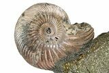 Iridescent, Pyritized Ammonite (Quenstedticeras) Fossil Display #344264-1